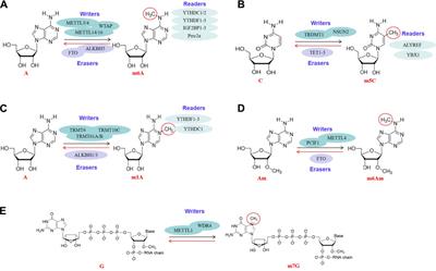 RNA Methylations in Cardiovascular Diseases, Molecular Structure, Biological Functions and Regulatory Roles in Cardiovascular Diseases